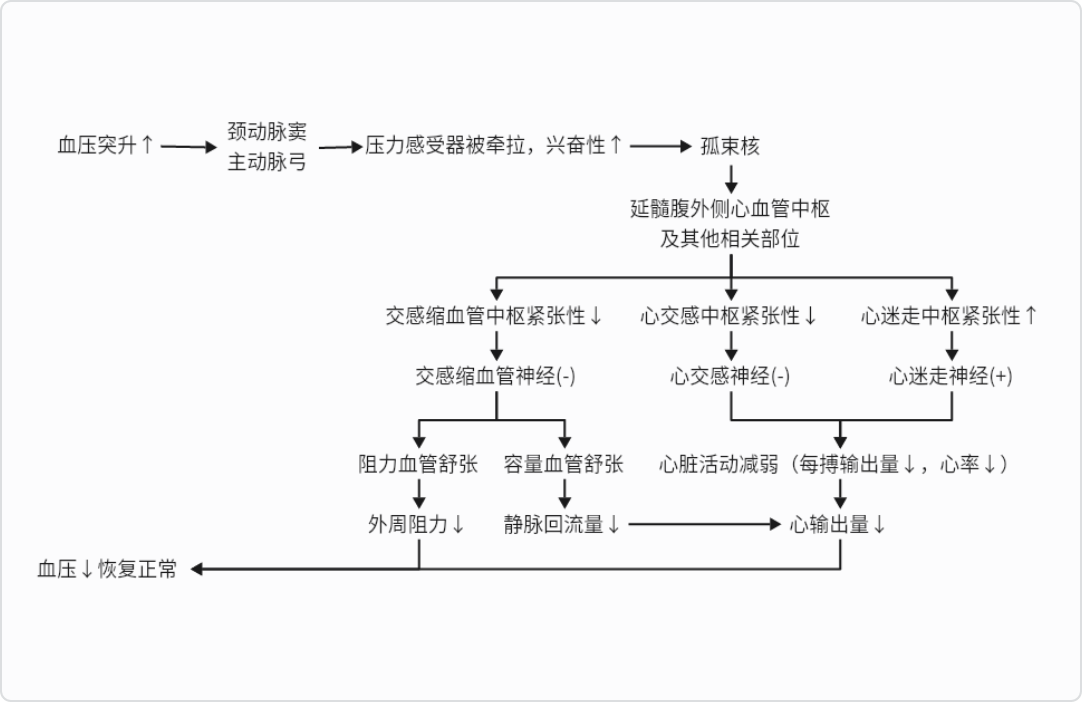 压力感受性反射详解